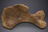 Enormous Fossil Triceratops Humerus Bone - Montana #352272-11
